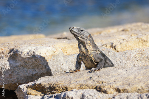 Portrait of an Iguana Lizard sunbathing on a rock at the Mayan ruins. Riviera Maya, Quintana Roo, Mexico