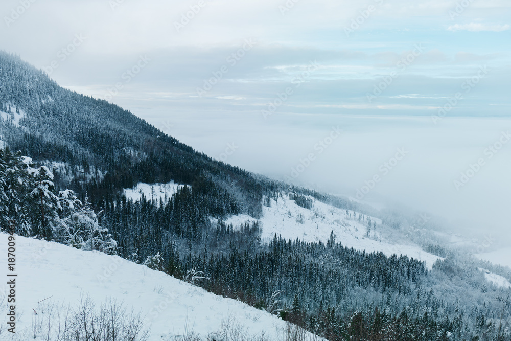 Green forest on frozen mountain