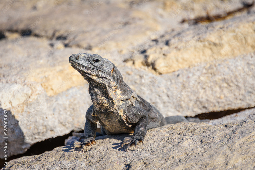 Obraz premium Closeup portrait of an Iguana Lizard sunbathing on a rock at the Mayan ruins. Riviera Maya, Quintana Roo, Mexico