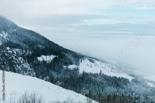 Fototapeta Naklejka Na Ścianę i Meble -  Green forest on frozen mountain