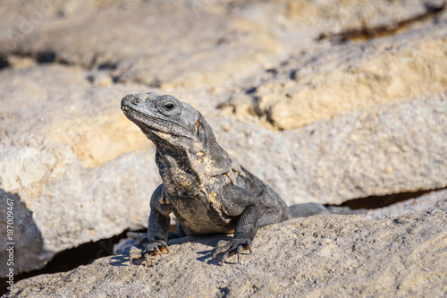 Closeup portrait of an Iguana Lizard sunbathing on a rock at the Mayan ruins. Riviera Maya, Quintana Roo, Mexico © Olga Mendenhall
