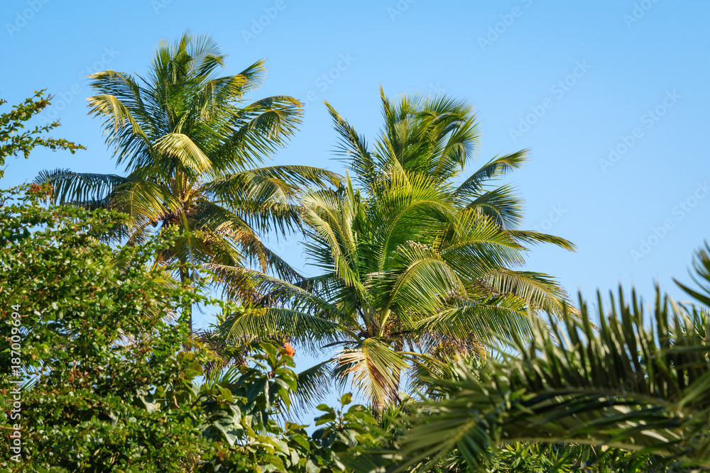 Palm trees in a tropical garden. Blue sky background. Palm trees in a tropical garden. Blue sky background.