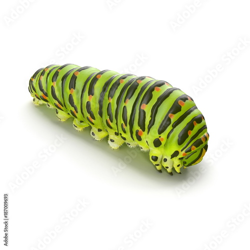 Machaon caterpillar on a white. 3D illustration