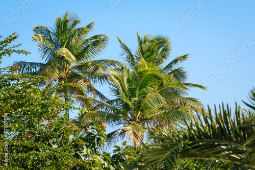 Palm trees in a tropical garden. Blue sky background.