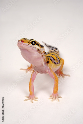 Leopardgecko (Eublepharis macularius) - leopard gecko  photo