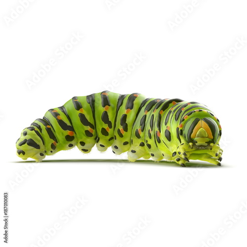 Underside of green caterpillar with prolegs and claspers on a white. 3D illustration