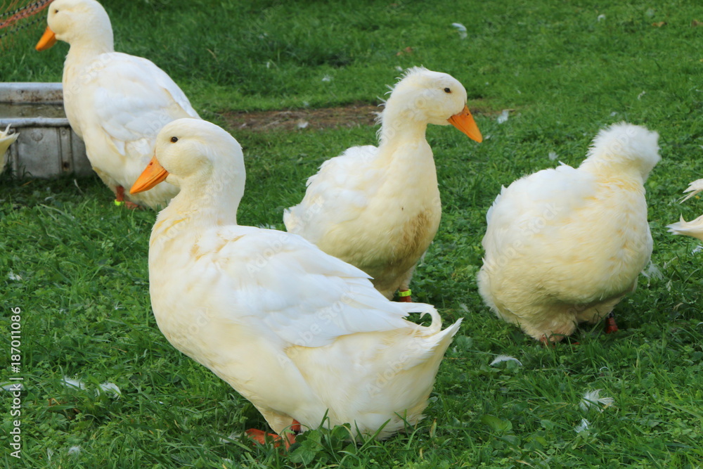 Peking Ducks, Peking Enten Peking Ducks, Peking Enten