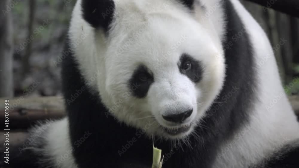 Panda chewing slowly on bamboo Panda chewing slowly on bamboo