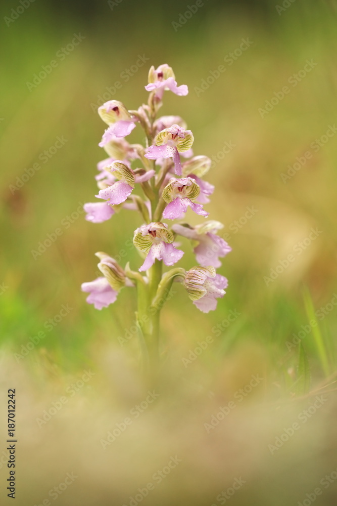 Orchis morio. Orchid in nature in the Czech Republic. Wild nature. A very rare plant. Plant photographed in the morning. The sun in the photo. Beautiful nature. Wild orchids on the morning meadow. Nat Orchis morio. Orchid in nature in the Czech Republic. Wild nature. A very rare plant. Plant photographed in the morning. The sun in the photo. Beautiful nature. Wild orchids on the morning meadow. Nat