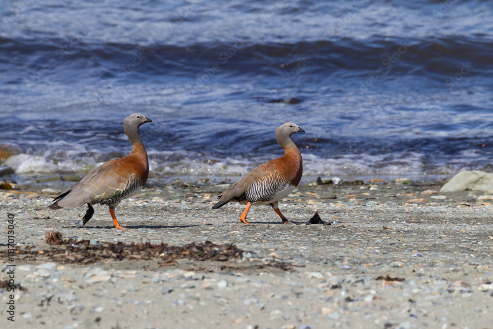 Φωτογραφία Ashy-headed goose pair walks shoreline of lake in Tierra del Fuego, Argentina