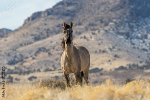 Wild Horse Stallion in the Desert