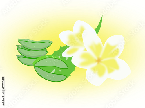 Aloe vera and plumeria.
