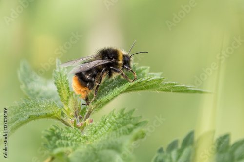 Lazy bumble bee © Barend