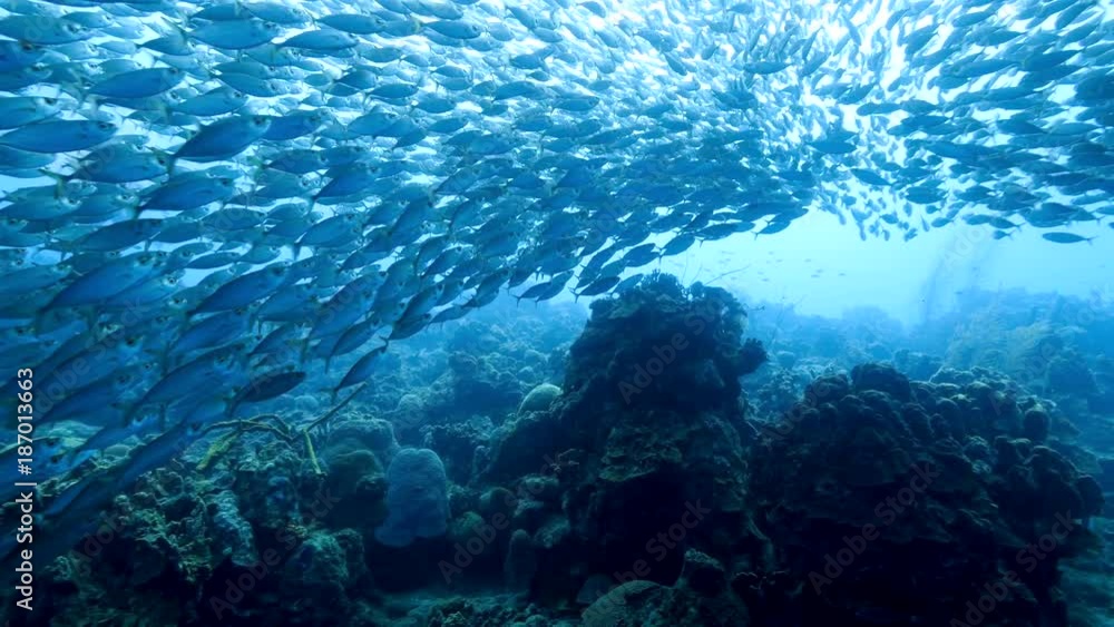 Bait ball at the coral reef in the Caribbean Sea at scuba dive around Curacao /Netherlands Antilles