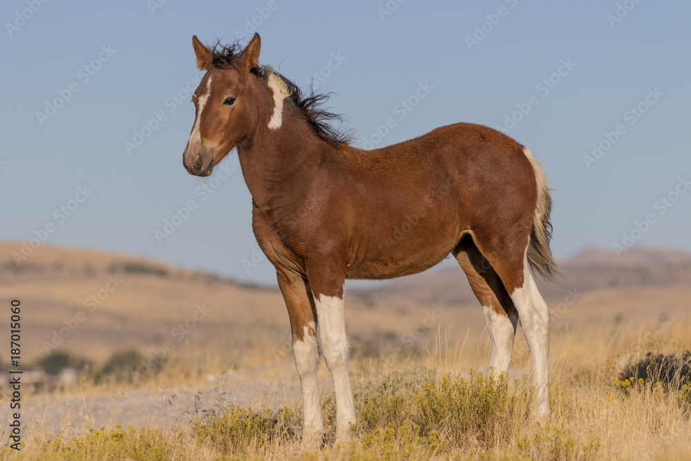 Wild Horse Foal Wild Horse Foal