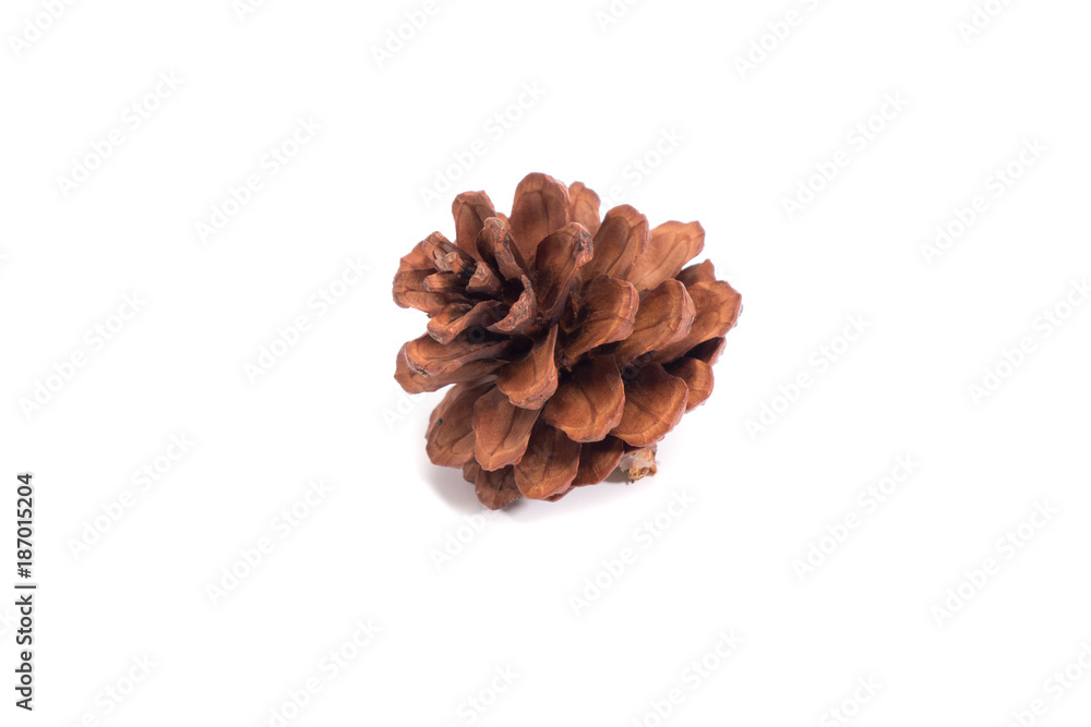 pine cone on white background for Christmas decorative pine cone on white background for Christmas decorative