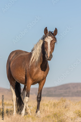 Wild Horse in Utah
