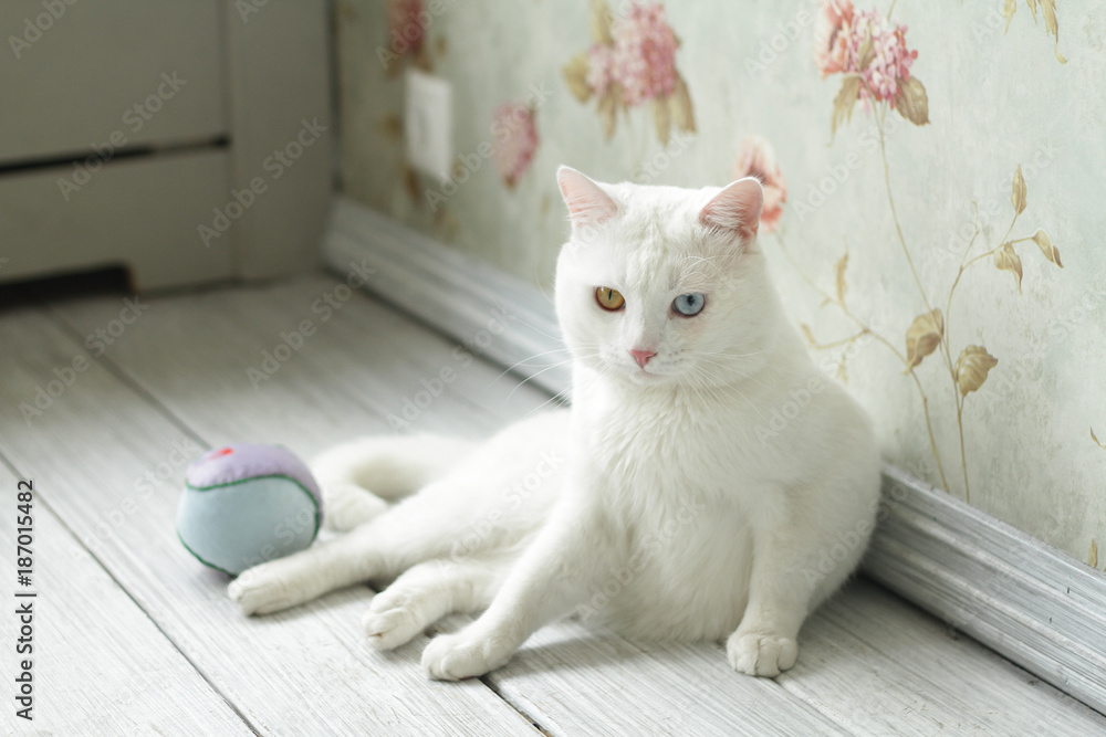 Φωτογραφία White cat with different eye color