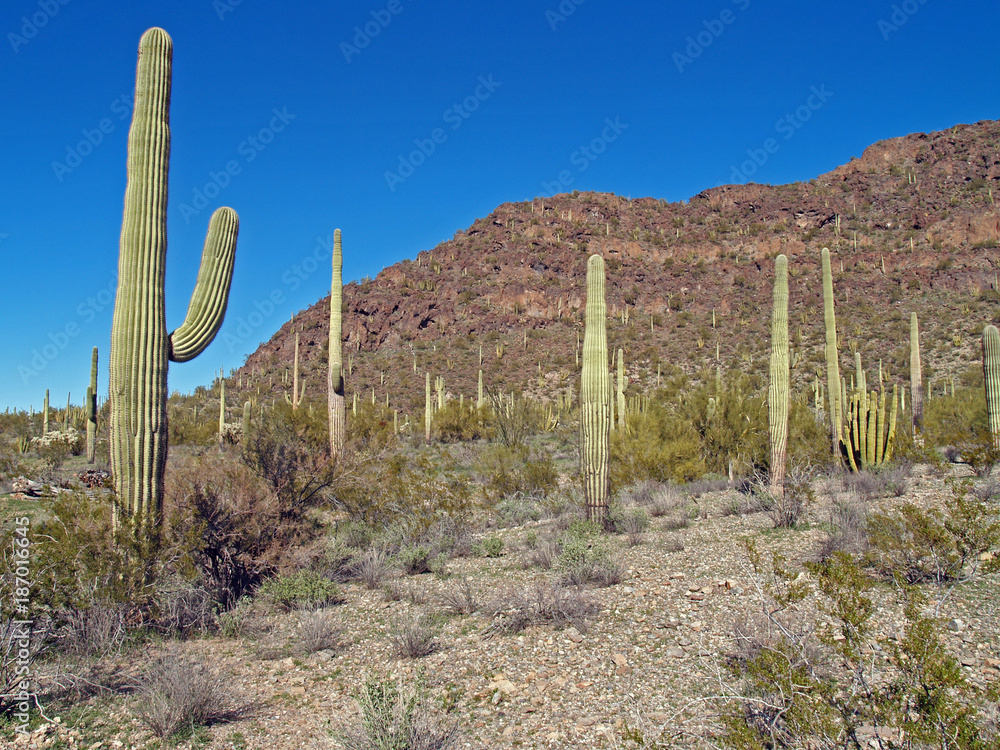 Φωτογραφία Saguaro and organ pipe cacti in a rugged landscape at the Organ Pipe Cactus National Monument, Ajo, Arizona, U