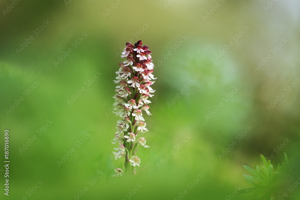 Orchis ustulata. The plant is found throughout Europe from northern Spain to southern Scandinavia. Grows in sunny meadows and pastures. Orchis ustulata. The plant is found throughout Europe from northern Spain to southern Scandinavia. Grows in sunny meadows and pastures.