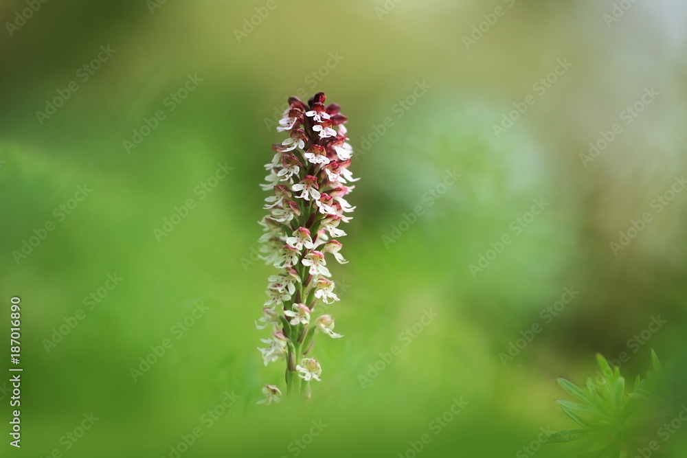 Orchis ustulata. The plant is found throughout Europe from northern Spain to southern Scandinavia. Grows in sunny meadows and pastures.