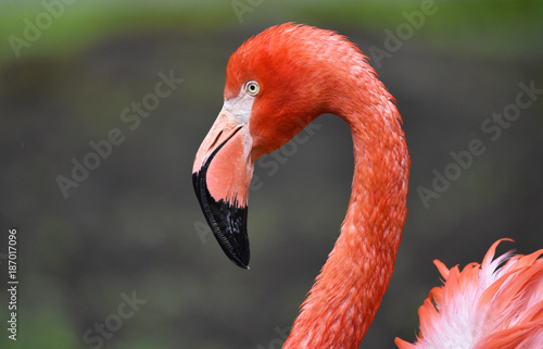 Kuba-Flamingo 
