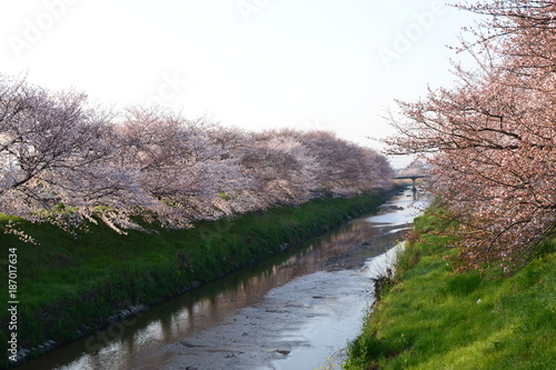 堤防の桜 五分咲き