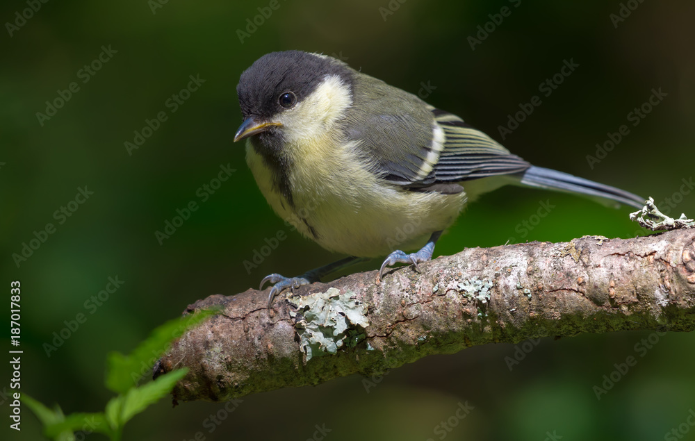 Young Great tit perched on a small lichen branch Young Great tit perched on a small lichen branch