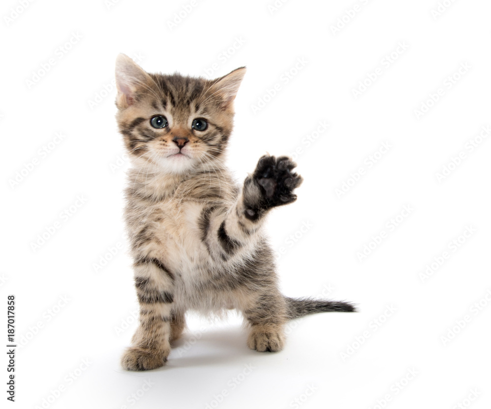Cute tabby kitten lifting its paw