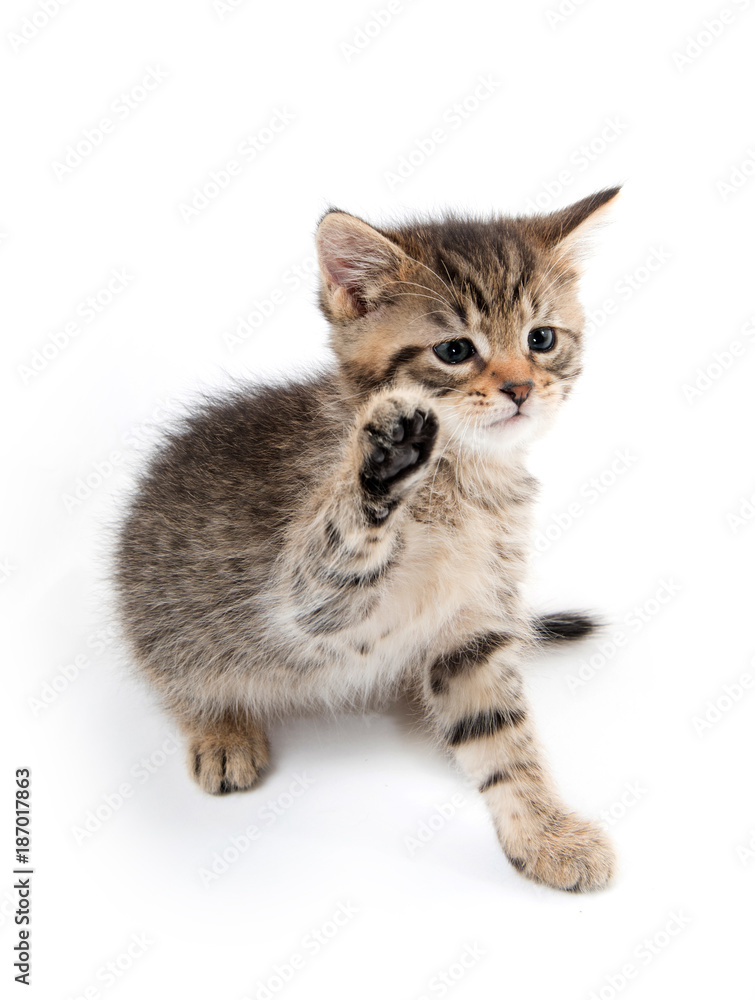 Cute tabby kitten lifting its paw Cute tabby kitten lifting its paw