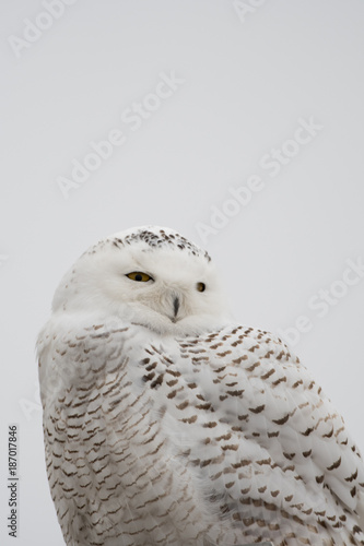 Portrait of snowy owl © Tony Campbell