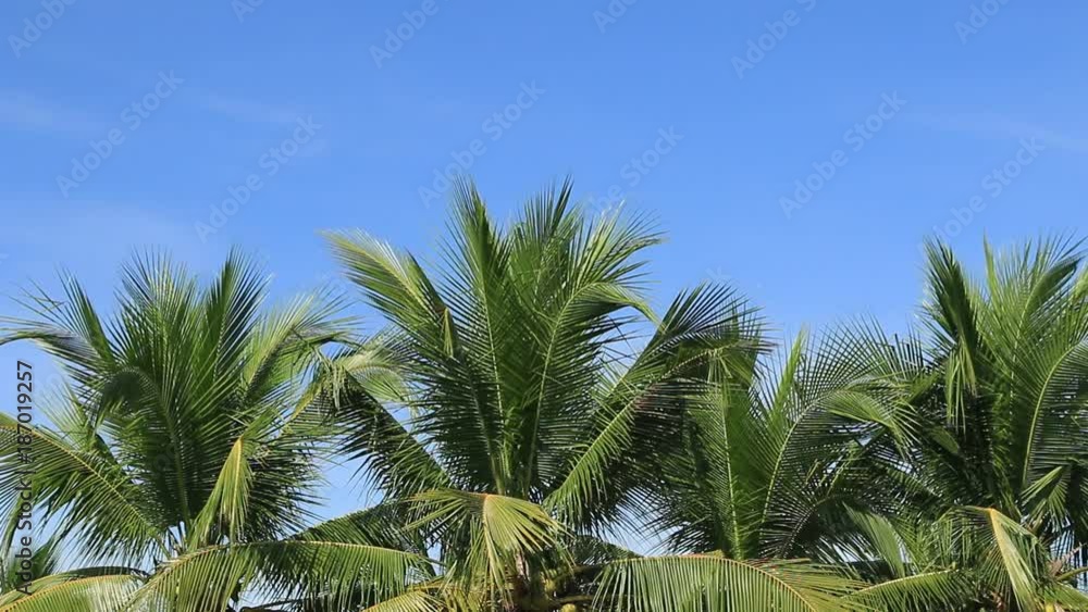 Sunlight through the coconut leaves with sunlight, which is affected by the flashing of the lens to move. Sunlight through the coconut leaves with sunlight, which is affected by the flashing of the lens to move.