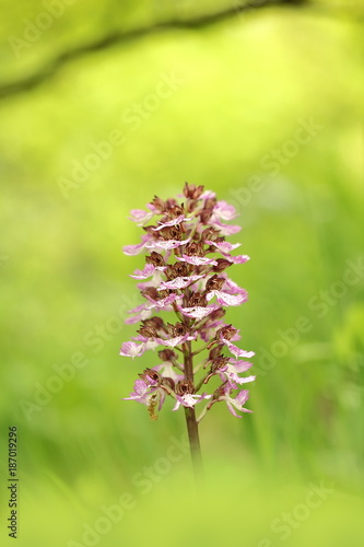 Orchis purpurea. This type of orchid grows mainly in Central Europe. In the Czech Republic it grows in Central, Eastern and Northern Bohemia. Moravia-more locations. Beautiful nature photos. Free natu