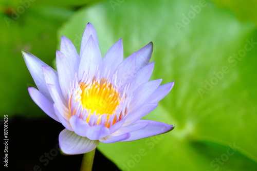 Close-up purple lotus have yellow pollen in pond on green lotus leaves background, Buddhism symbol