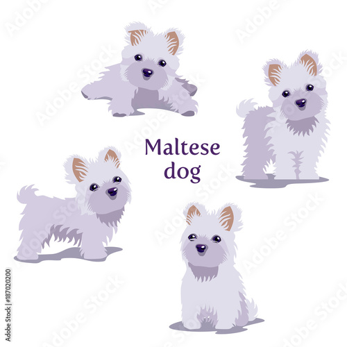 Vector illustration of Maltese Dogs puppies in different poses isolated on white background.