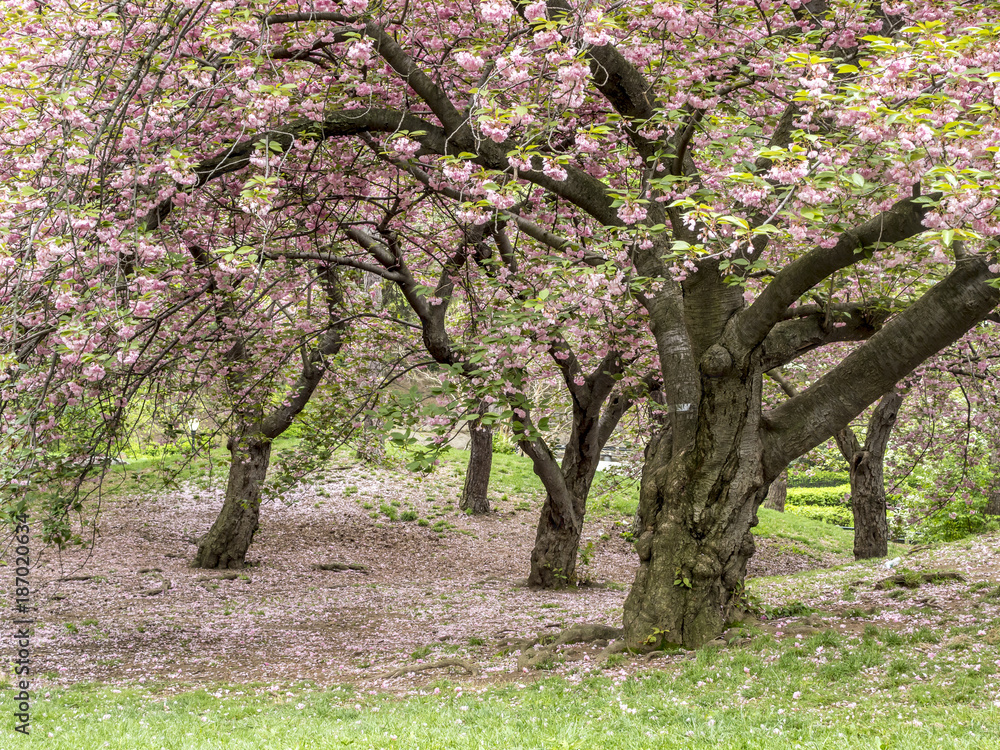 Central Park, New York City spring