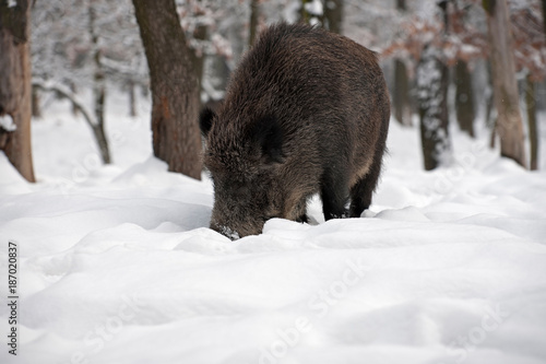 Wild Boar (Sus scrofa) in the winter forest © Ferenc