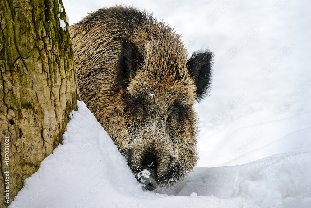Wild Boar (Sus scrofa) in the winter forest Wild Boar (Sus scrofa) in the winter forest