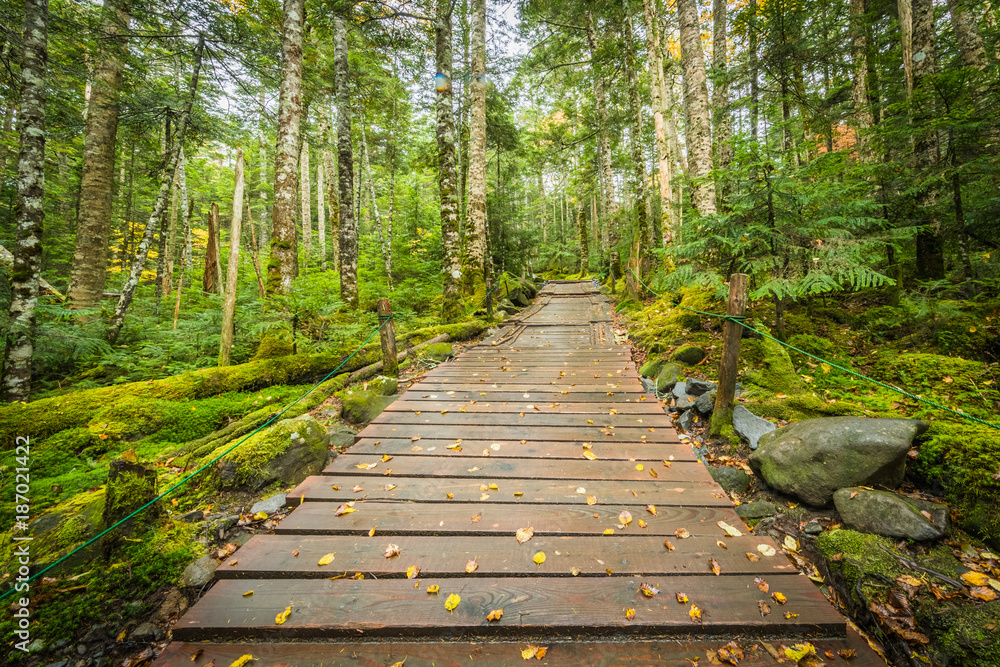 Obraz premium Green moss and green forest at Shiragoma no ike , Nagano