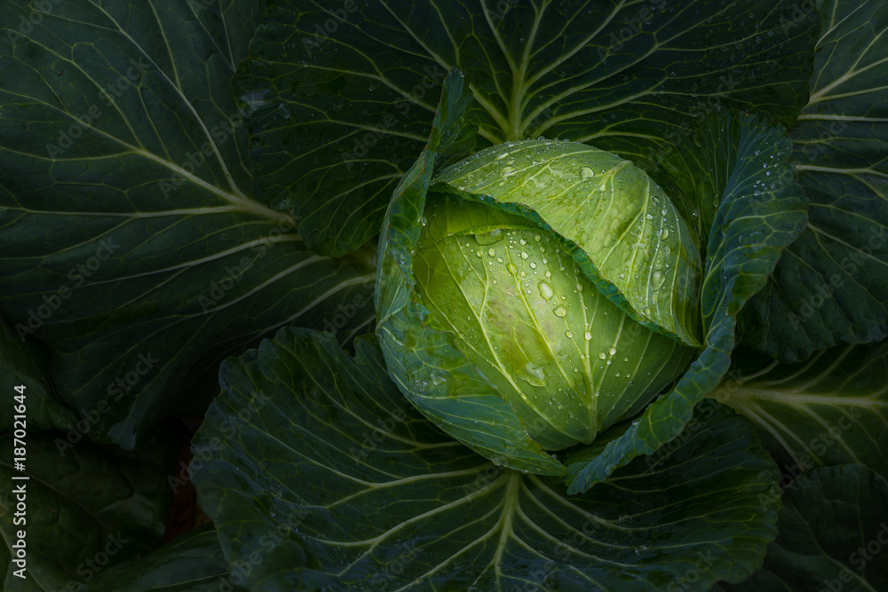 Obraz premium The fresh young cabbage with water droplet on the leaf