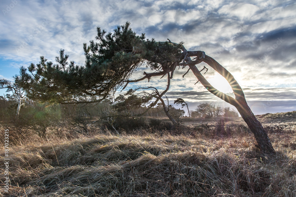 windflüchter mit sonnenauge