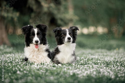 two Cute Black And White Border Collies Family Laying photo