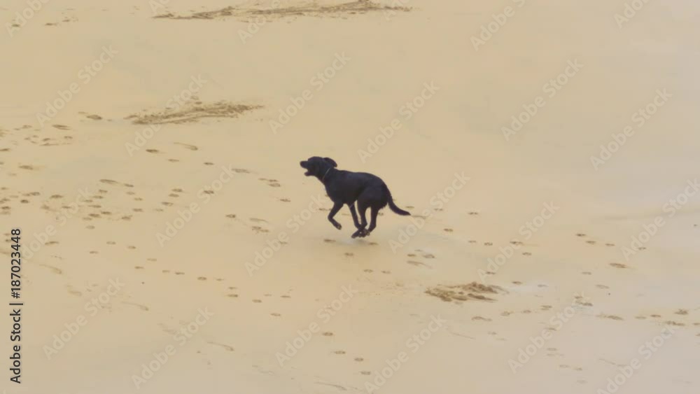 SLOW MOTION: Young black dog running up sandy beach leaving paw prints in sand. Energetic puppy enjoying fun walk on the beach on summer afternoon. Awesome slow motion shot of playful dog running. SLOW MOTION: Young black dog running up sandy beach leaving paw prints in sand. Energetic puppy enjoying fun walk on the beach on summer afternoon. Awesome slow motion shot of playful dog running.