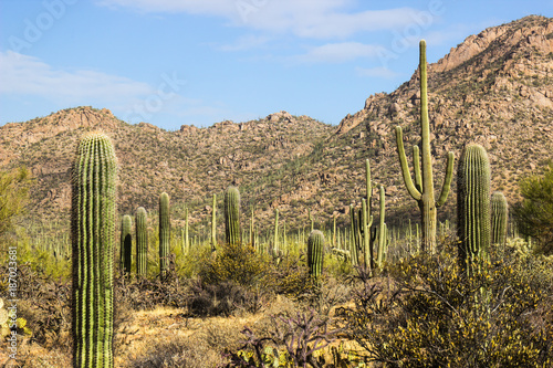 Cactus Field In Arizona Desert