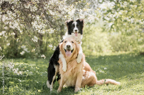 Cute Adorable Black And White Border Collie hugs Golden retriever at the flowers trees