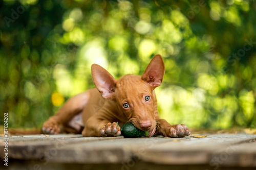 Pharaoh's red dog eating photo