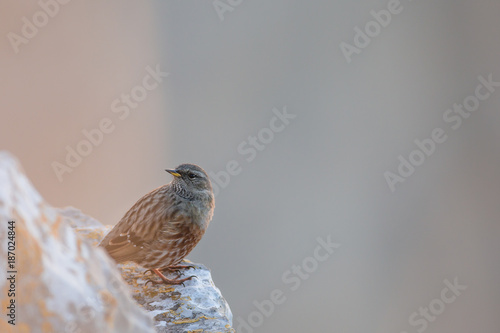 accenteur alpin photo