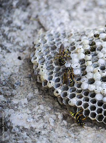 wild bees, wild bees honeycomb photos, wasps, poisonous bees,