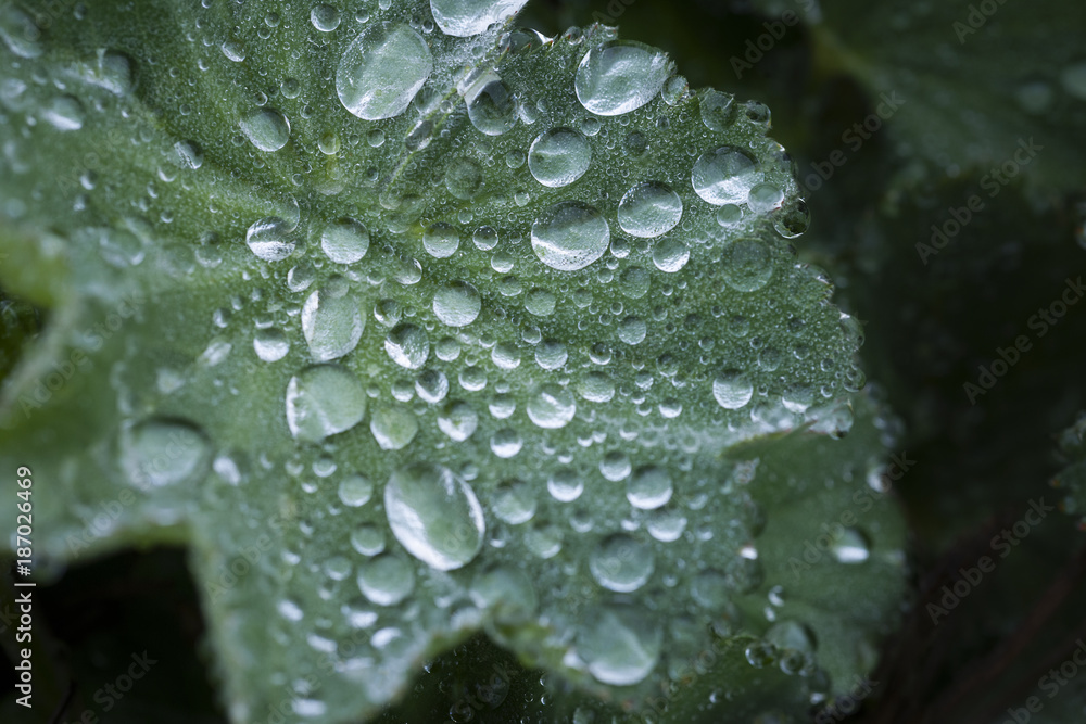 Dewdrop on abstract green leaf, macro Dewdrop on abstract green leaf, macro