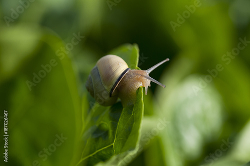 crawling snail on leaf, photo